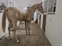 घोड़ा, Akhal-Teke — फ़ोटो 2