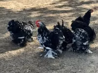 Pekin-Zwerg — Foto 1