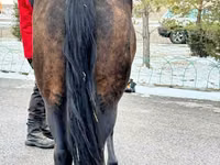 Jument, Akhal-Teke — photo 6