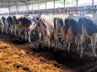 Vache, Race Holstein — photo 1