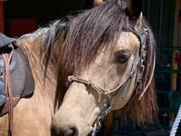 雄馬, Missouri foxtrotter — 写真 2