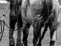 Hengst, Quarter Horse — Foto 6