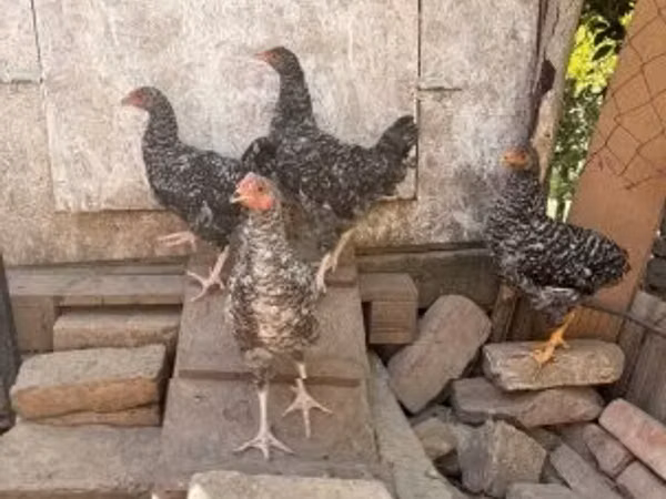 Chickens