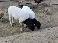 Ram, Dorper sheep — photo 2