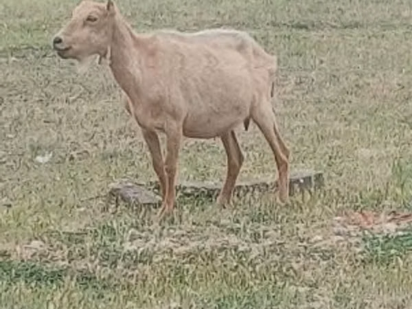 雄ヤギ, Alpine goat