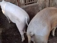 Cerdos (lote, sexo no especificado) — foto 1