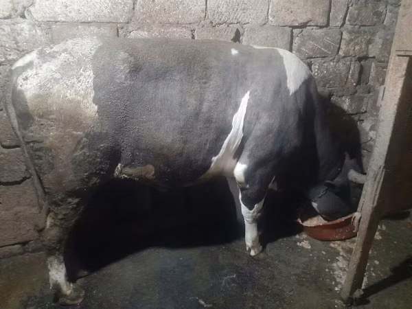 सांड, लाल-धब्बेदार नस्ल