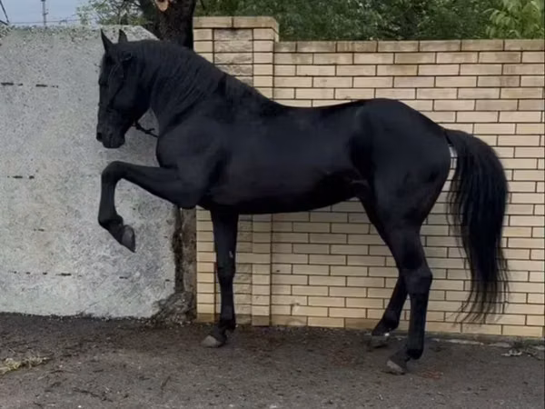 حصان, Karachay horse