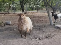 雌羊, Racka sheep — 写真 4