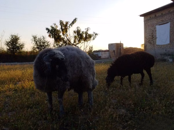 Widder, Rhon sheep