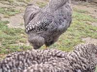 Slovenian Barred Hen — foto 7
