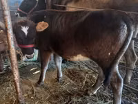 بقرة, Russian Black pied cattle — الصورة 2