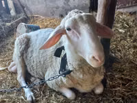 Carnero, Awassi sheep — foto 1