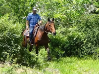 Caballo, Standardbred — foto 8