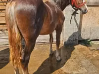 Jument, Chevaux — photo 2