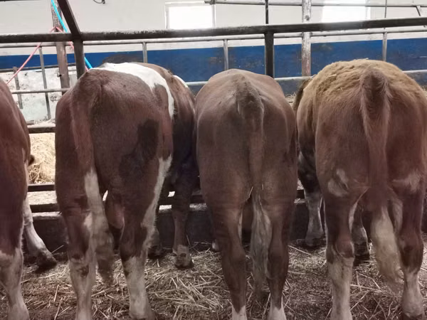 Bovins (lot, sexe non indiqué), Hereford