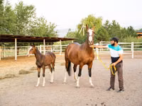 Kuda betina, Akhal-Teke — foto 1