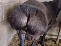 雄羊, Rambouillet sheep — 写真 1