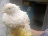 Chickens — الصورة 3
