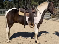 Cheval, American paint horse — photo 3
