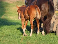 Caballo, Alter Real — foto 3