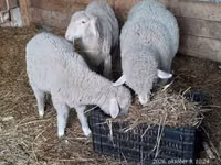 公羊, Sheep — 照片 1