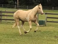 Caballo, Racking Horse — foto 3