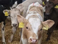 Bovinos (lote, sexo no especificado), Simmental cattle — foto 6