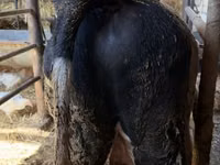 Taureau, Russian Black pied cattle — photo 5