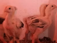 Chickens — photo 6