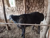 Domba jantan, Edilbay sheep — foto 4