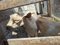 Billy Goat, Alpine goat — photo 2