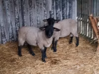 羊（ロット、性別未指定）, White Suffolk sheep — 写真 3