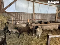 公羊, Merino sheep — 照片 7