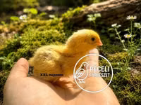 Quails — Foto 2