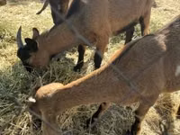 雌ヤギ, Alpine goat — 写真 3