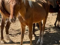 雄馬, Rocky Mountain Horse — 写真 1