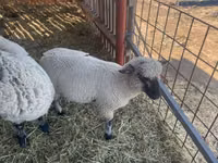 Bélier, Shroshire sheep — photo 2