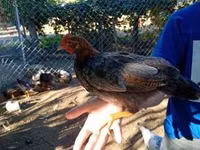 Chickens — Foto 7