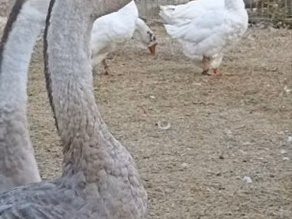 أفريقي