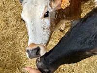 公牛, Zebu — 照片 2