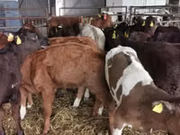 Bulle, Simmental cattle — Foto 7