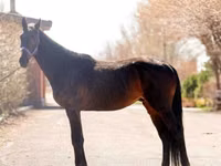 Cheval, Thoroughbred horse — photo 1