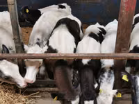 牛（ロット、性別未指定）, Simmental cattle — 写真 4