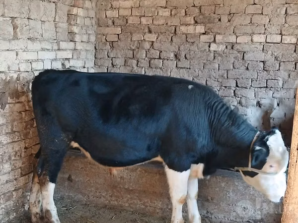 सांड, Russian Black pied cattle