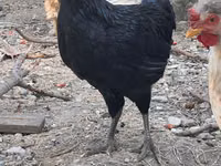 Chickens — photo 2