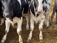 雌牛, Russian Black pied cattle — 写真 4