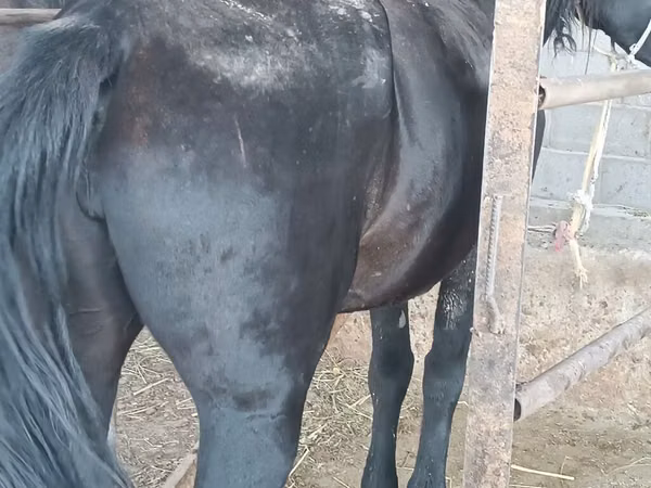 Yegua, Caballos