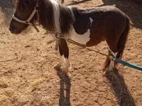حصان, Falabella — الصورة 2