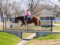 حصان, National Show Horse — الصورة 7